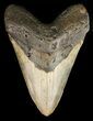 Megalodon Tooth - North Carolina #47200-1